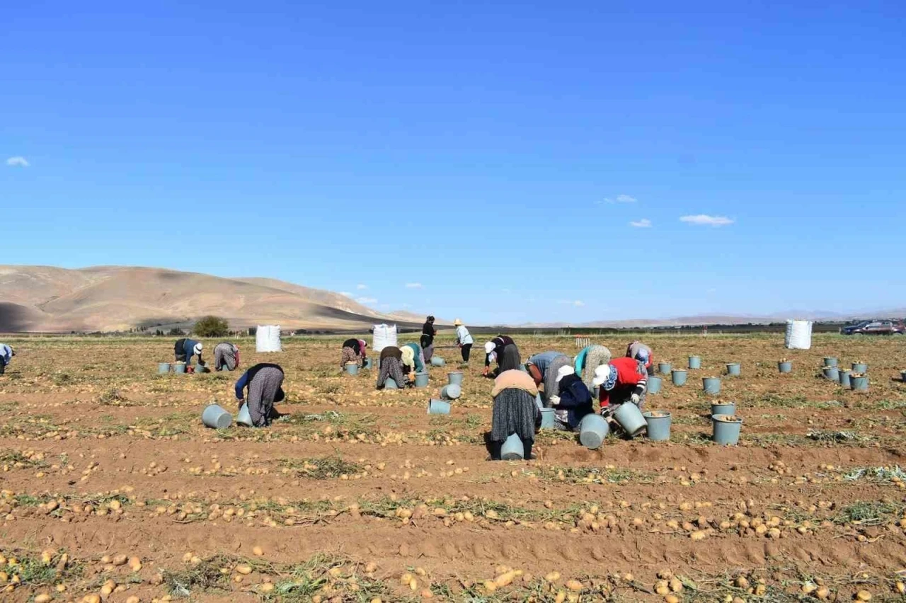 Bayburt’ta patates hasadına başlandı
