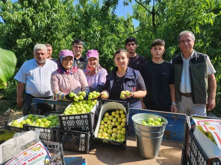 ’Bayramiç beyazı’nda 20 bin ton üretim bekleniyor
