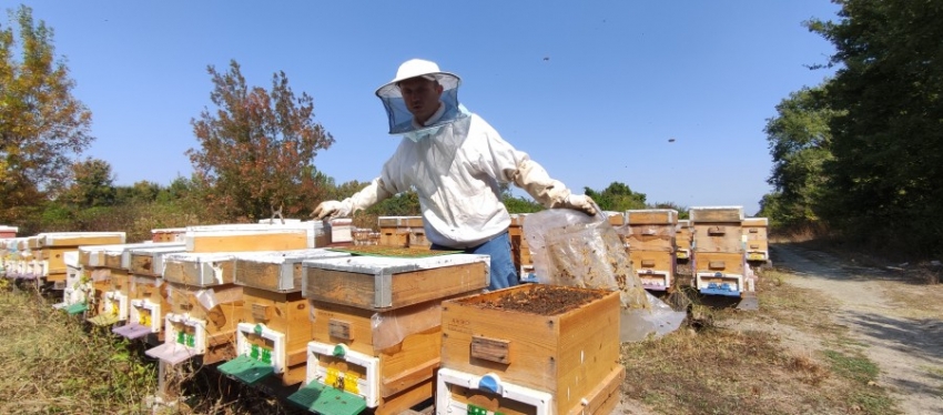 Bursa'da propolis mesaisi başladı