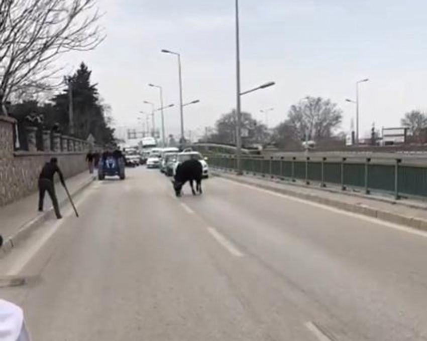 Bursa'da kızgın boğa ortalığı karıştırdı