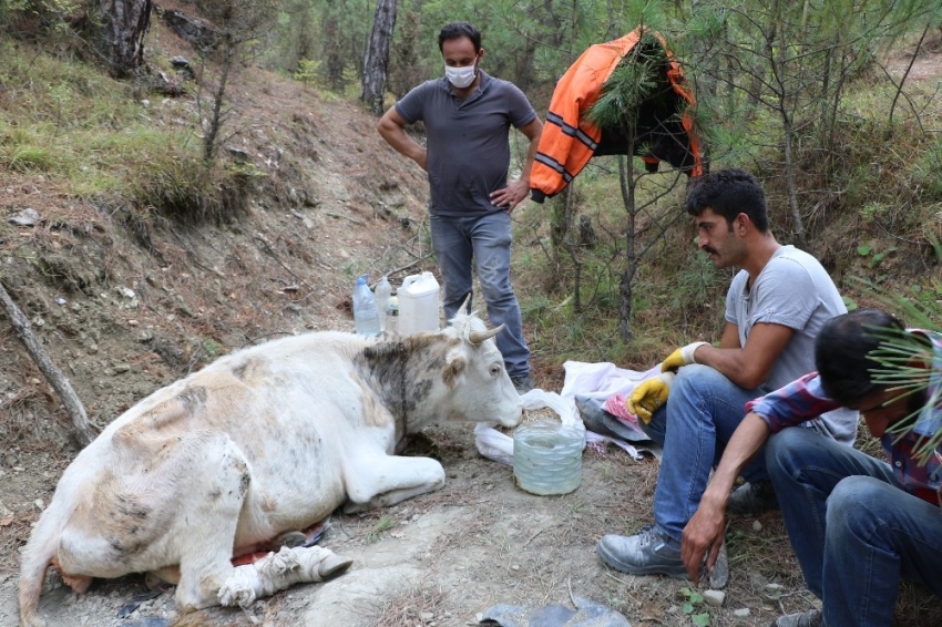 Uçurumdan düşerek yaralanan ineğinin başında üç gün bekledi