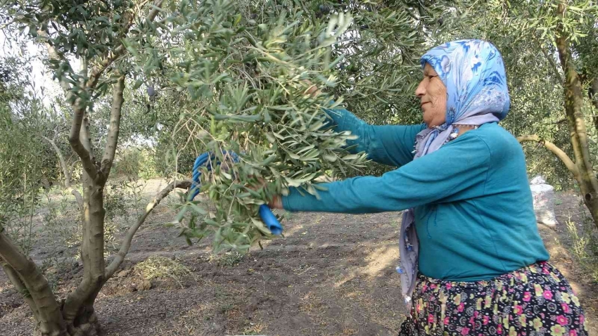 Zeytinin sofralara uzanan lezzet yolculuğu başladı