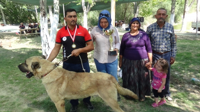 8 asırlık etkinliğin ilk gününde çoban köpekleri boy gösterdi