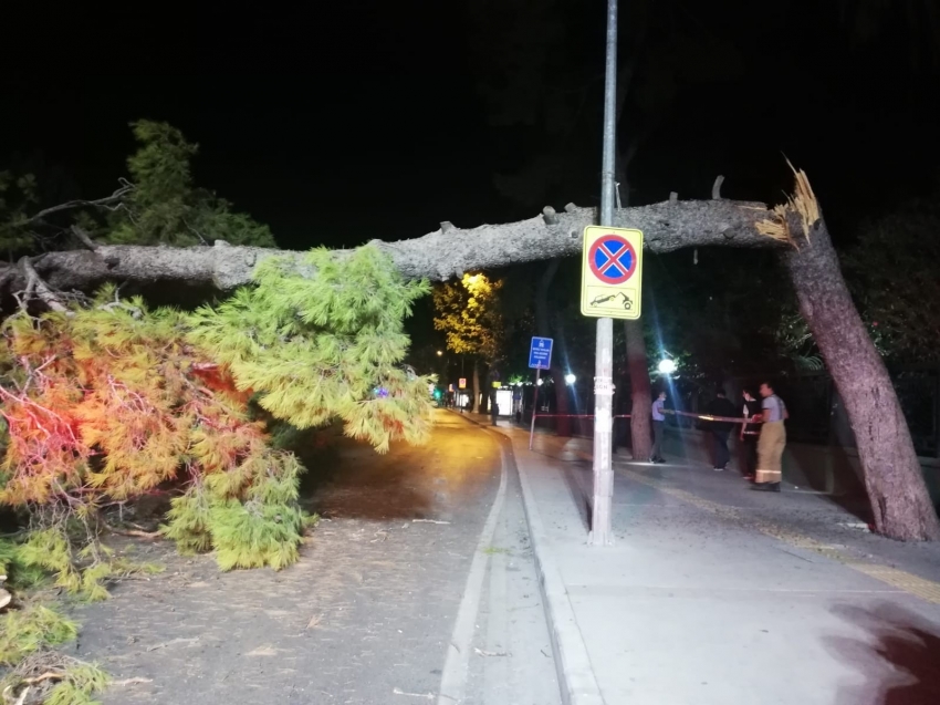 Çam ağacı devrildi, tramvay seferleri durdu