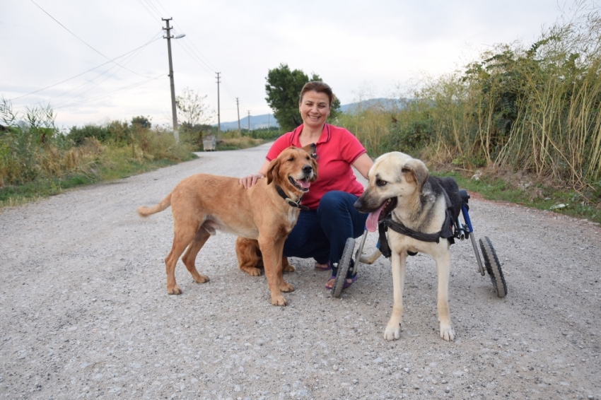 Toplanan bağışlarla sakat kalan köpeğe yürüteç aldı