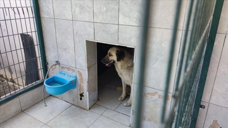 Belçika'dan Bursa'ya ailesiyle tatile gelen çocuk, sahipsiz köpeğin saldırması sonucu yaralandı