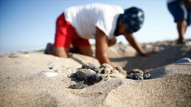 Belek'te 2 bin, Kızılot'ta 1600 caretta caretta yuvası tespit edildi