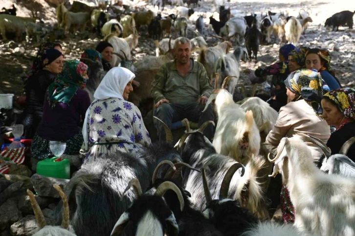 Berivanlar son demlerini yaşıyor
