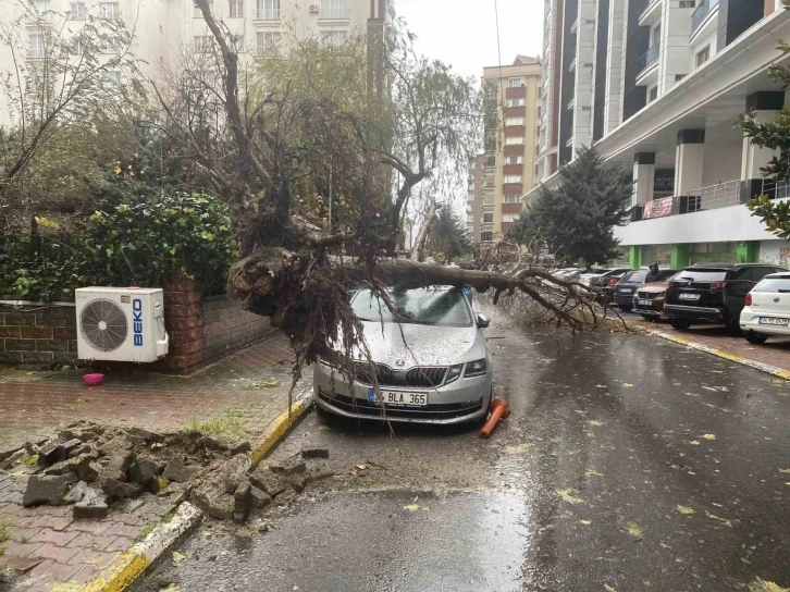 Beylikdüzü’nde şiddetli rüzgar nedeniyle ağaç, bir kadının üzerine devrildi
