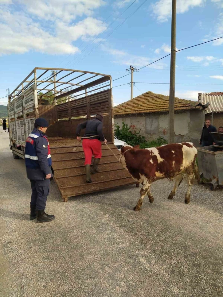 Bigadiç Jandarma’dan hayvan hırsızlarına geçit yok
