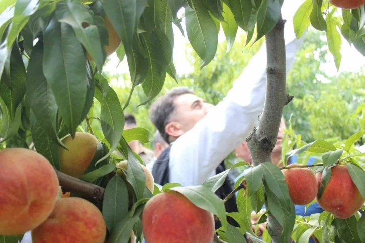 Bilecik’te hasat mesaisine başlayan şeftali üreticisinin yüzü gülüyor
