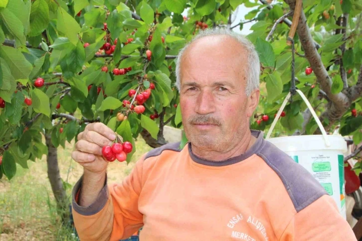 Bilecik’te ilk kiraz hasadı yapıldı
