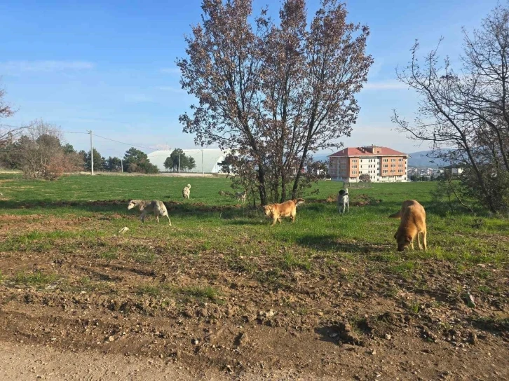 Bilecik’te vatandaşlar sürü halindeki köpeklerden tedirgin
