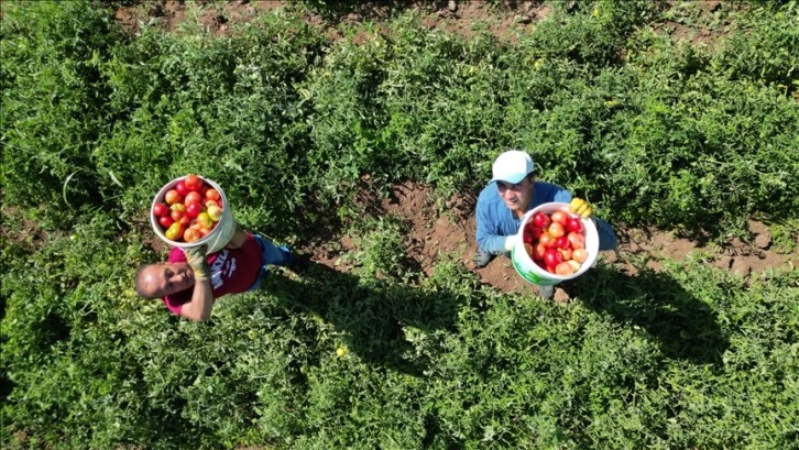 Bingöl'ün tescilli guldar domatesinin üretimi devlet desteğiyle artacak