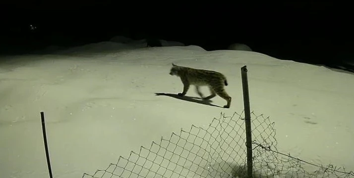 Birinci derece koruma altındaki vaşak güvenlik kamerasında
