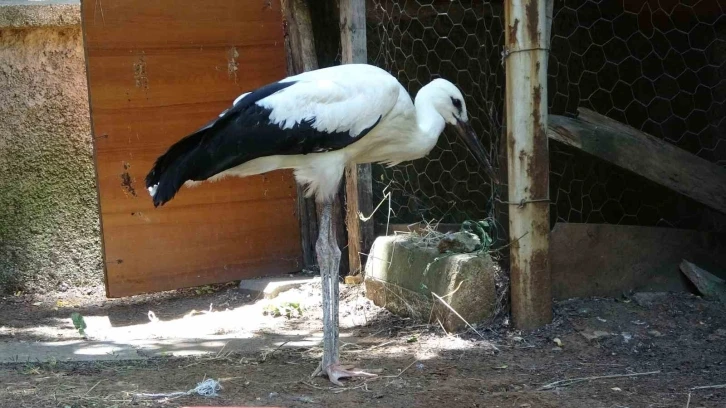 Bitkin halde bulunan yavru leylek tedavi altına alındı
