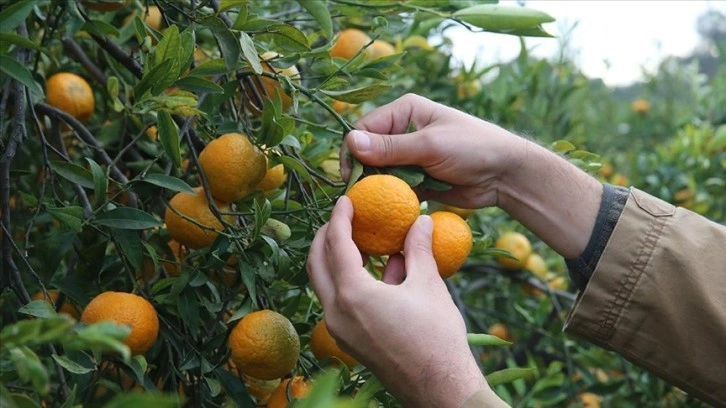 Bodrum mandalinasından 7-8 bin ton rekolte bekleniyor