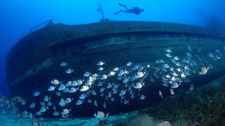 Bodrum'un su altı zenginlikleri günyüzüne çıkartılıyor