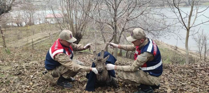 Boğulmak üzere olan dağ keçisi jandarma tarafından kurtarıldı
