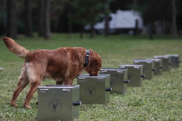 Bursa'da bomba uzmanı köpeklerin nefes kesen eğitimi