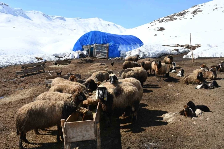 Bu yıl yüzlerce koyun ikiz doğurdu
