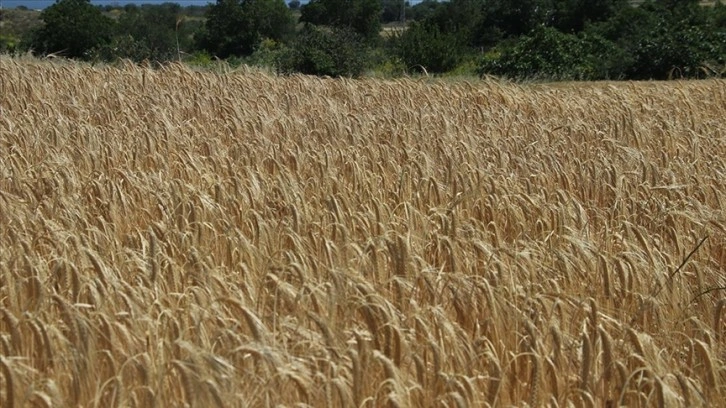 Buğday ve arpa fiyatları Trakya çiftçisinin beklentisini karşıladı