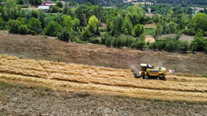 Buğdayın atası ’siyez’de hasat dönemi başladı
