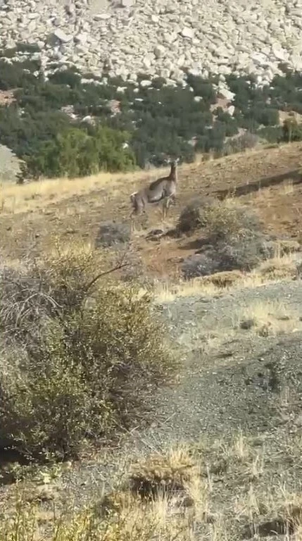 Burdur’da ilk kez geyik gören vatandaş şaşkınlığını gizleyemedi
