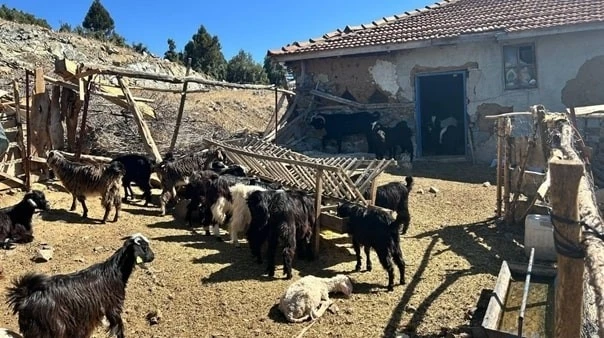 Burdur’da kaybolan 42 küçükbaş hayvan jandarma ekipleri tarafından bulundu
