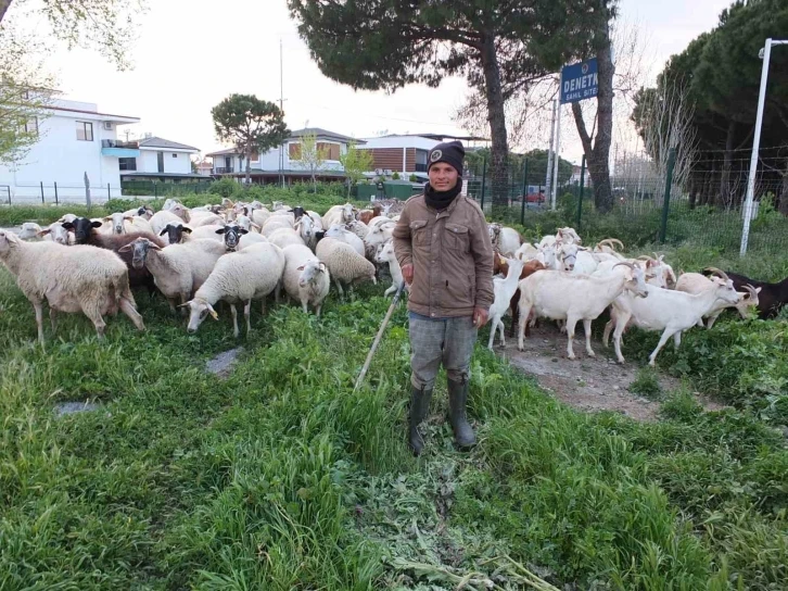 Burhaniye’de bahar yağmurları çobanları sevindirdi
