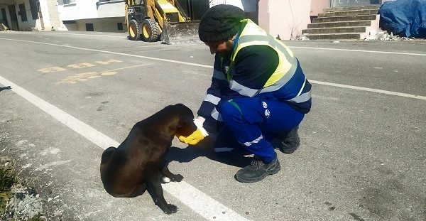 Bursa Büyükşehir Belediyesi deprem mağduru can dostlarımızın yanında