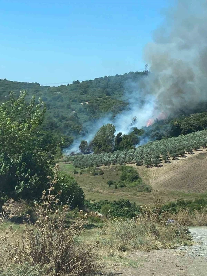 Bursa’da 5 dönümlük makilik alan küle döndü
