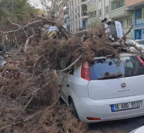 Bursa'da çürük ağaç otomobilin üzerine devrildi