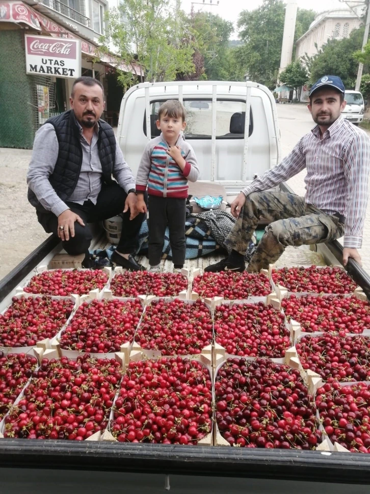 Bursa’da kiraz hasadı başladı