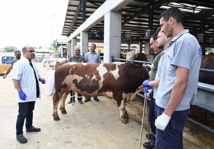 Bursa'da Osmangazi’de kurban yakalama timleri göreve hazır