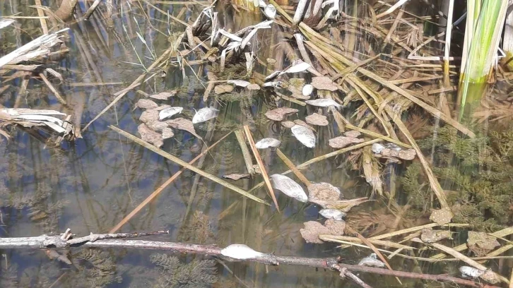 Bursa Kurtul göletinde balık ölümleri