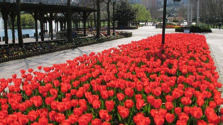 Bursa Osmangazi Belediyesi'nden çiçek ihalesi