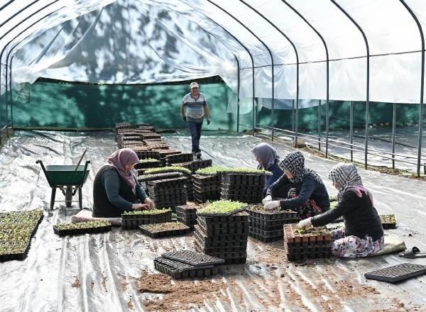 Bursa’yı süsleyen çiçekleri dağ ilçesindeki çiftçiler yetiştiriyor