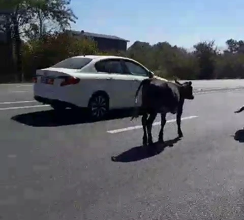 Büyükbaş hayvanlar sürücülere zor anlar yaşattı
