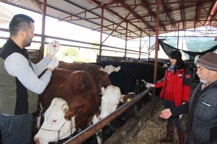 Büyükbaş hayvanlara SAT-2 aşılama çalışmaları devam ediyor
