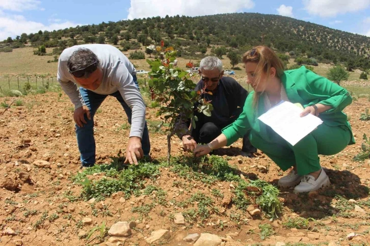 Büyükşehir’in Antep fıstığı fidanları yüz güldürdü
