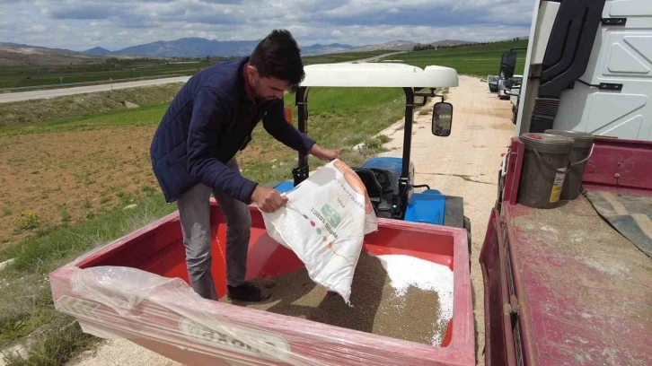 Büyükşehir tohumluk buğday yetiştiriyor
