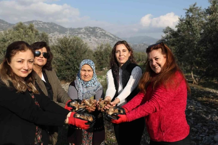 Büyükşehirden kadın kooperatiflerine nergis ve frezya soğanı desteği
