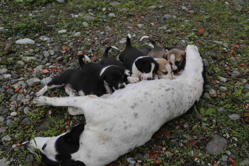 Dere yatağına düşen anne köpek ve yavruları vatandaşlar tarafından kurtarıldı