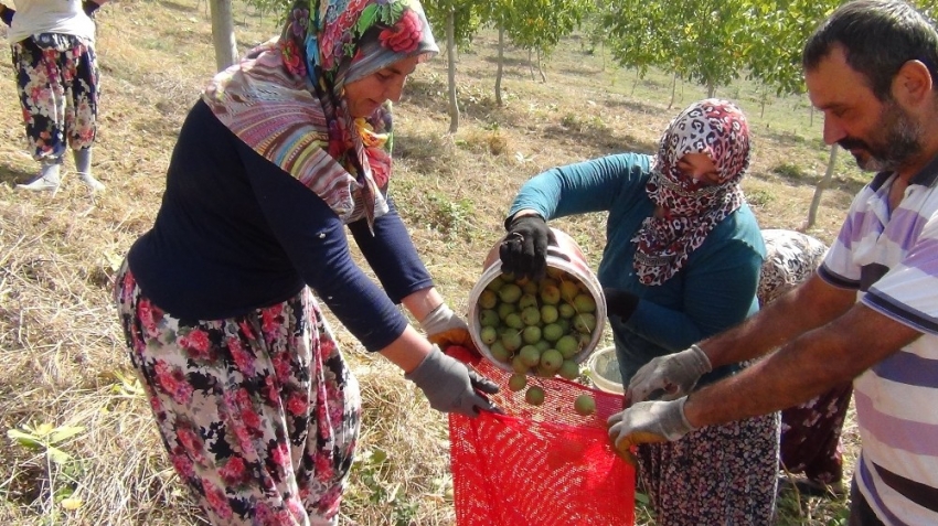 Bursa’da ceviz hasadı başladı