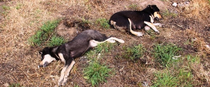 Çanakkale'de köpek katliamı!