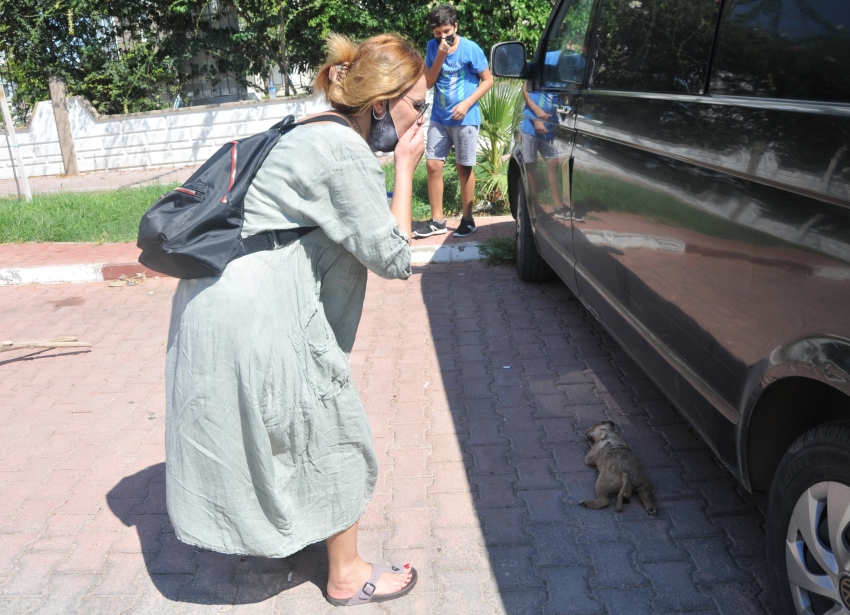 5 yavru köpek katledildi