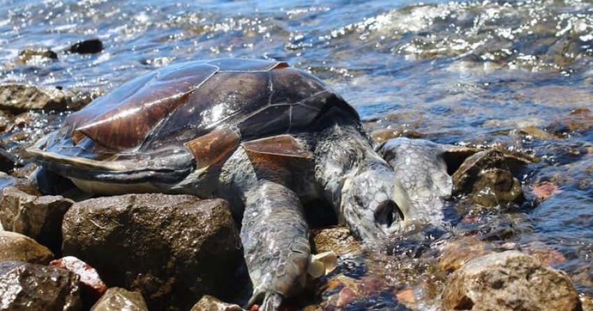  Caretta caretta vahşeti