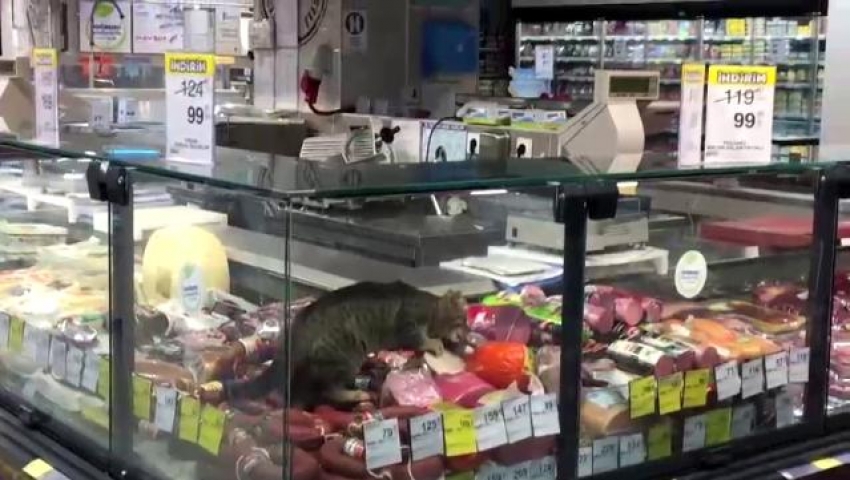 CarrefourSA'da reyona giren kedi kavurmayı yedi