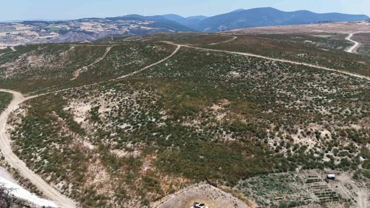 Çanakkale’de küle dönen alanlar yeniden yeşeriyor